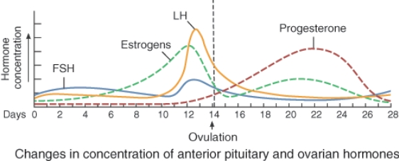 The rise in progesterone seen here is associated with:   A)  the menstrual phase. B)  the preovulatory phase. C)  ovulation. D)  the postovulatory phase.