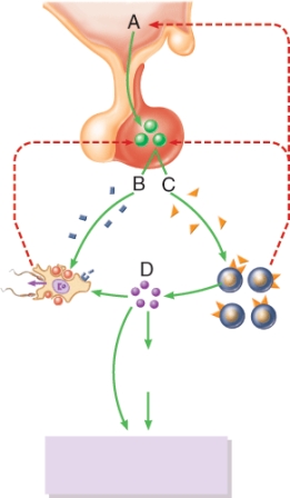 Which hormone is labeled D?   A)  GnRH B)  LH C)  FSH D)  Testosterone