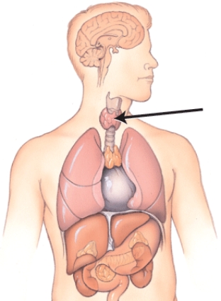 What is the name of this gland?   A)  Thyroid gland B)  Thymus gland C)  Adrenal gland D)  Pancreas