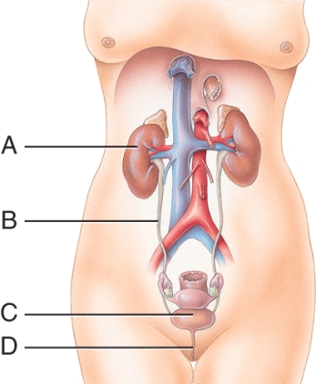 What is the function of structure D?   A)  Filter blood B)  Produce urine C)  Store urine D)  Transport urine