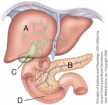 What is the function of structure C?   A)  Production of enzymes necessary for digestion B)  Absorption of water C)  Storage of bile D)  Absorption of vitamins