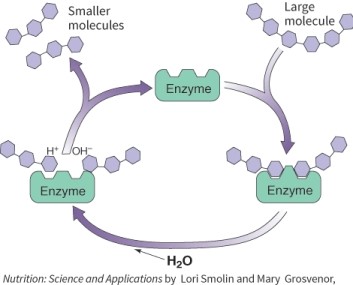 What kind of enzyme is shown in this picture?   A)  Hepatocyte B)  Synthatase C)  Hydrolase D)  Synthase