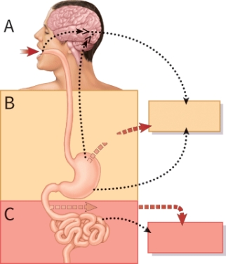 During phase B the release of which hormone increases?   A)  CCK B)  Secretin C)  Gastrin D)  Pepsin