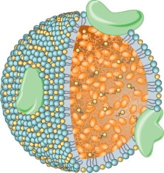 What is the purpose of the structure shown here?   A)  Transportation of amino acids B)  Transpiration of carbohydrates C)  Transportation of lipids D)  Transportation of glucose
