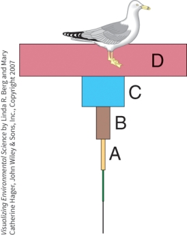 In the illustration, which letter represents the highest concentration of DDT?   A) A B) B C) C D) D