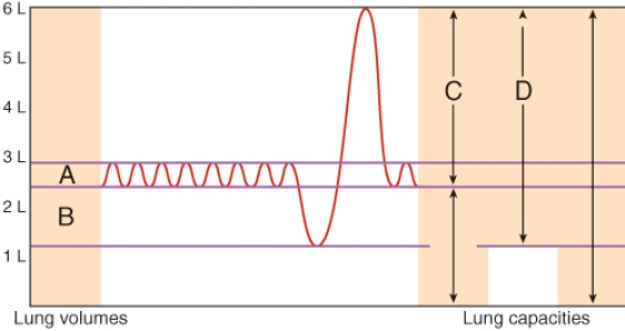 In the diagram which letter indicates vital capacity?   A)  A B)  B C)  C D)  D