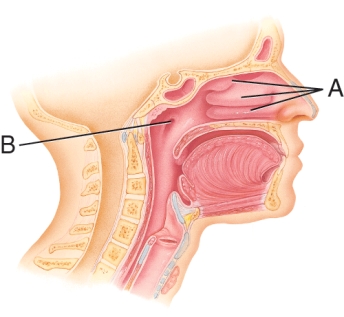 What are the names of the structures labeled A?   A)  External nares B)  Internal nares C)  Uvula D)  Nasal conchae