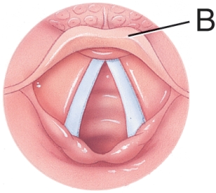 What is the purpose of the structure labeled B?   A)  Prevent food from entering the trachea B)  Direct food into trachea C)  Produce sound D)  Close off the esophagus during breathing