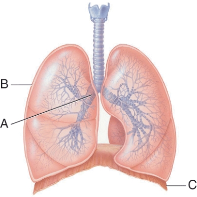 What would happen if there was a hole in structure B?   A)  More air would enter the lung. B)  The lung would collapse. C)  The lung would expand more than usual. D)  Nothing would change because a clot would form and quickly seal it.