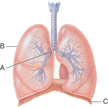 When does the muscle labeled C contract?   A)  During forced exhalation B)  During inhalation C)  During passive exhalation D)  During inhalation and exhalation