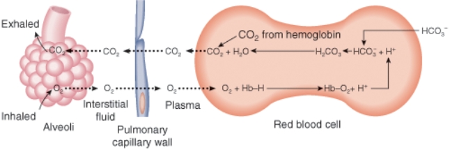 How is oxygen able to move in the direction indicated in this diagram?   A)  Partial pressure of oxygen is lower in the blood B)  Partial pressure of oxygen is higher in the blood C)  The cells of the lungs are actively transporting oxygen D)  The cells of the blood are actively transporting oxygen