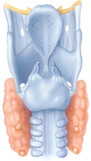 Identify the structure shown here.   A)  Pharynx B)  Trachea C)  Larynx D)  Laryngopharynx