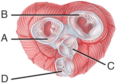 Which letter identifies the tricuspid valve?   A) A B) B C) C D) D