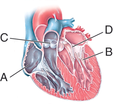 What is the function of the structure labeled B?   A)  It pulls the valves open. B)  It prevents closure of the valves. C)  It prevents the valves from projecting into the atria. D)  It helps push blood from the ventricles into the atria.