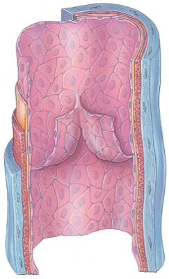 How do you know this is a picture of a vein?   A)  There is a lumen. B)  There is muscle present. C)  There is a valve. D)  It has a thick wall.