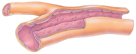 How do you know this is a capillary?   A)  There is a lumen. B)  It has the simplest structure; very thin. C)  There is endothelium. D)  The branching seen here is only found in capillaries.