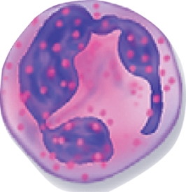 What type of white blood cell is this?   A)  Neutrophil B)  Basophil C)  Eosinophil D)  Monocyte