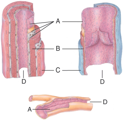 Which letter identifies the smooth muscle layer?   A)  A B)  B C)  C D)  D