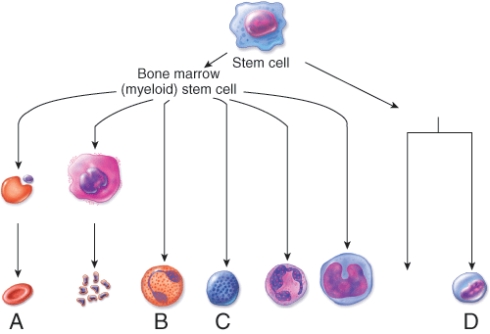Which cell is involved in fighting parasitic worms?   A)  A B)  B C)  C D)  D