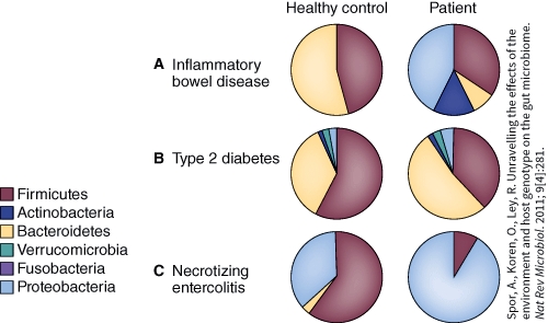 Healthy controls consistently have more of which bacteria than unhealthy patients.   A)  Firmicutes B)  Actinobacteria C)  Proteobacteria D)  Fusobacteria