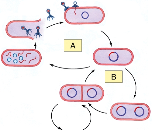 The letter A in the illustration is best described as:   A)  A dormant bacterial infection B)  A dormant viral infection C)  An active bacterial infection D)  An active viral infection