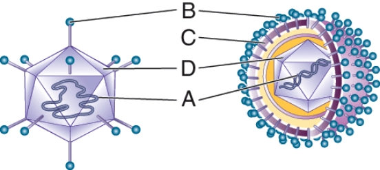 What makes it difficult to control the pathogens shown in the figure?   A)  Heat is ineffective against the pathogen shown. B)  Humans have this pathogen inside and outside of the body at all times. C)  Vaccines are challenged by the rapid evolution of the pathogens. D)  These pathogens are easily controlled.