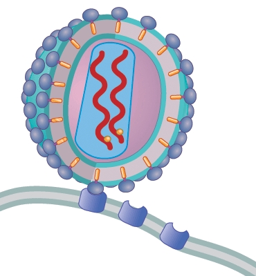 What is happening in this picture?   A)  HIV reverse transcriptase makes a cDNA copy of its genetic information from the viral RNA. B)  The virus attaches to the CD4 receptor of the cell. C)  The attached viral particle injects both viral RNA and reverse transcriptase into the host cell. D)  The host cell begins to manufacture more viral particles.