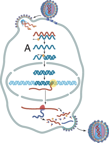 What is labeled A in this picture?   A)  Host DNA B)  mRNA C)  Viral cDNA D)  Reverse transcriptase