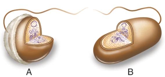 The shape of the bacteria indicated by the letter A in the illustration is described by the term ___________.  