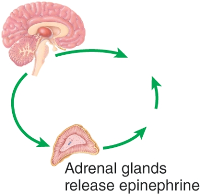 Which phase of the general adaptation syndrome is depicted here?   A)  Exhaustion B)  Resistance C)  Alarm D)  Adaptation