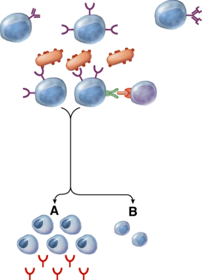 What is the purpose of the cells labeled B?   A)  Produce more T cells B)  Produce more macrophages C)  Secrete a chemical to activate macrophages D)  To serve as a memory of the infection for the future