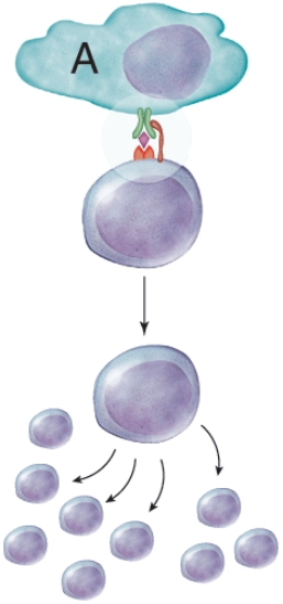 What is the purpose of the cell labeled A?   A)  The cell is going to phagocytize the helper T cell. B)  The cell is presenting an antigen that will activate the helper T cell. C)  The cell is sending the antigen to the helper T cell to present to a cytotoxic T cell. D)  The cell has inactivated the helper T cell.