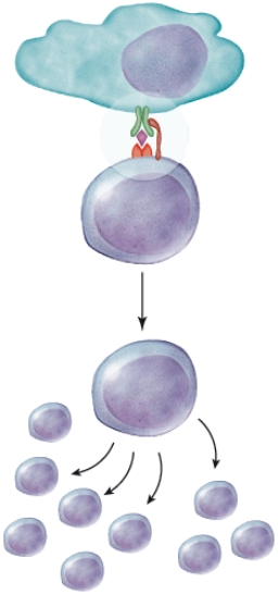 What will the helper T cell do after what is pictured here?   A)  It will remain inactive because this step is only the first of two that are necessary for activation. B)  It will clone itself and the clones will makes chemicals to get more immune cells involved. C)  It will phagocytize the cell that has the antigen. D)  It will form antibodies.