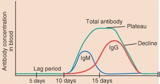 What is happening during the lag period indicated on this graph?   A)  The lymphatic system is recovering from an infection. B)  There is no infection yet. C)  It takes time to detect the pathogen, stimulate the proper cells, and make antibodies. D)  An autoimmune response is being generated.