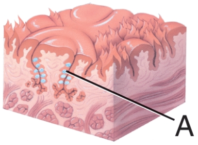 What is the name of the structure labeled A?   A)  Tongue B)  Taste pore C)  Taste bud D)  Papilla