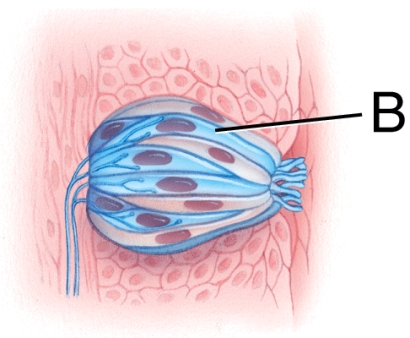 What is the name of structure B?   A)  Gustatory hair B)  Receptor cell C)  Papilla D)  Sensory neuron