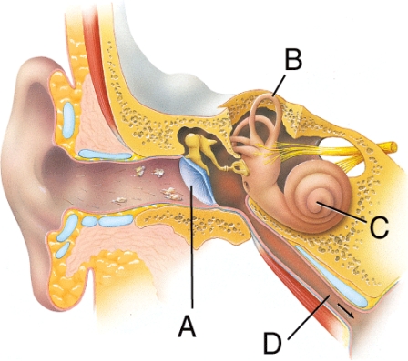 Which structure is important in conducting sound waves?   A)  A B)  B C)  C D)  D