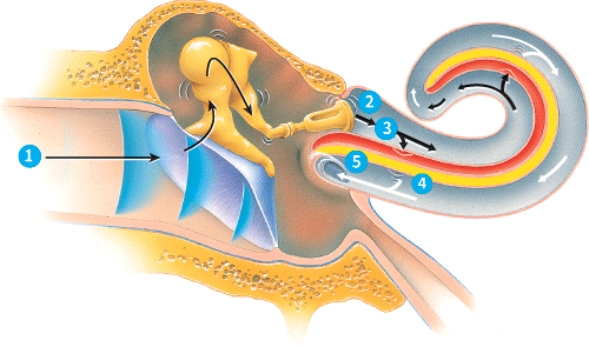 During which step is a nerve impulse generated?   A)  1 B)  3 C)  4 D)  5