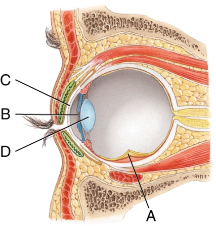 What is the name of structure B?   A)  Cornea B)  Pupil C)  Lens D)  Iris