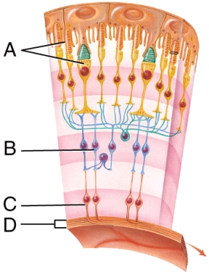 The structure labeled A represents:   A)  bipolar neurons B)  the optic nerve C)  photoreceptors D)  ganglion