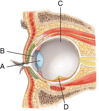 Where is the retina in the diagram?   A)  A B)  B C)  C D)  D