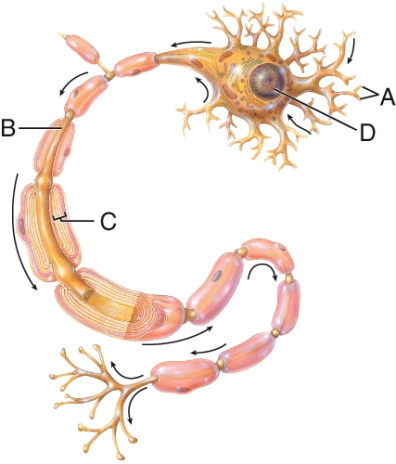 What is the name of the structure labeled as  B ?   A)  Cell body B)  Dendrites C)  Axon D)  Myelin sheath