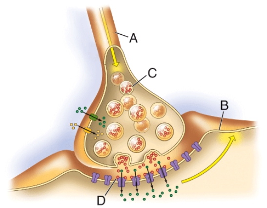 Which structure contains acetylcholine?   A)  A B)  B C)  C D)  D