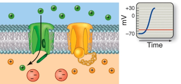 Which phase of an action potential is depicted here?   A)  Resting state B)  Depolarization C)  Repolarization D)  Hyperpolarization