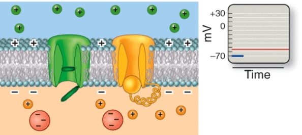 Which phase of an action potential is depicted here?   A)  Resting phase B)  Depolarization C)  Repolarization D)  Hyperpolarization