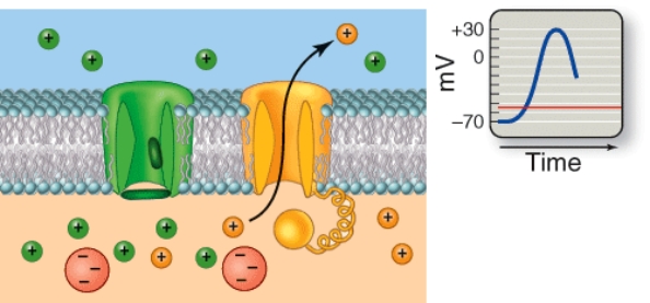 Which phase of an action potential is depicted here?   A)  Resting phase B)  Depolarization C)  Repolarization D)  Hyperpolarization