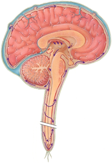 Which type of protection for the central nervous system is not shown in this diagram?   A)  Bones of the axial skeleton B)  Meninges C)  Dura mater D)  Cerebrospinal fluid and its circulation