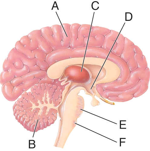 What is the function of structure as  D ?   A)  Relay station for most incoming sensory information B)  Coordination and balance C)  Contains reflex centers for sneezing and coughing D)  Control of the pituitary gland via hormones