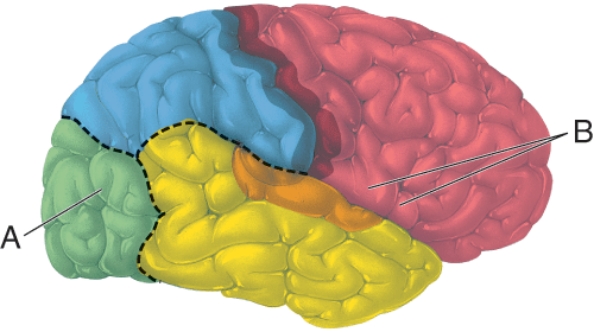 What is the function of the area of the cerebrum labeled as  A ?   A)  Hearing B)  Contemplating the future C)  Vision D)  Touch