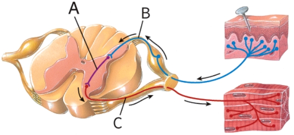 What type of neuron is label  A  indicating?   A)  Motor B)  Sensory C)  Interneuron D)  Effector
